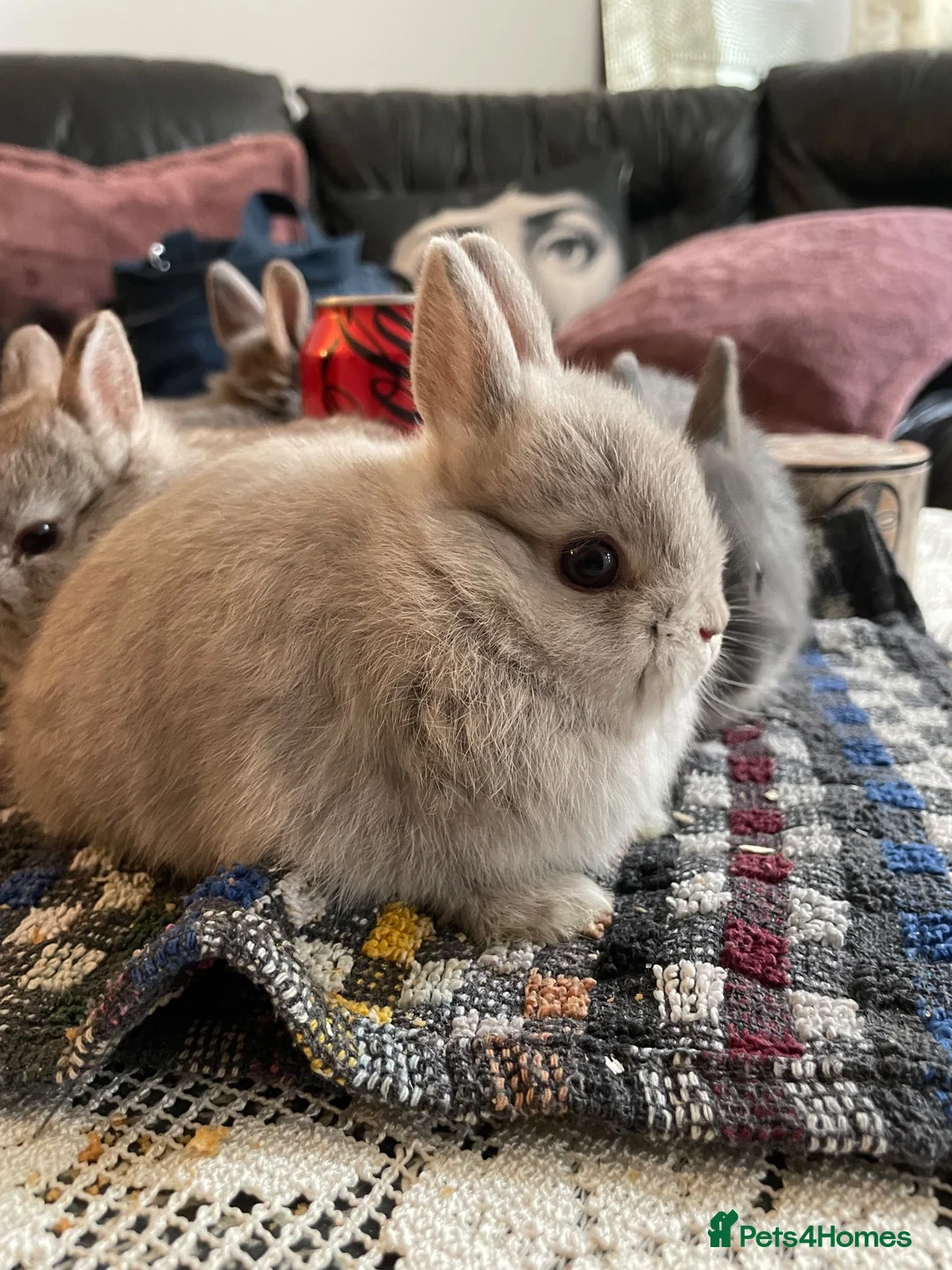 Netherland Dwarf rabbits for sale: Netherland Dwarf purebred Baby Rabbits NEW  - Advert 1