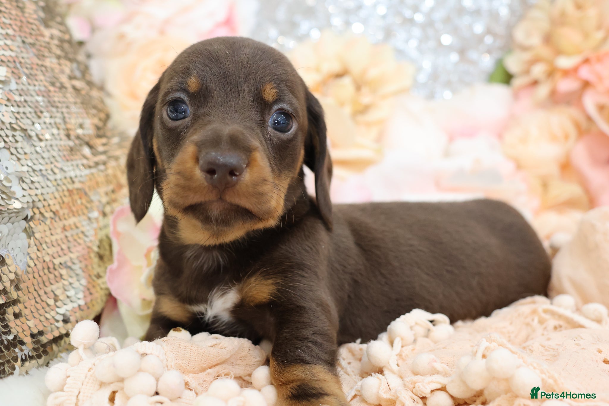 Miniature Dachshund dogs KC Miniature Dachshund Puppies - Advert 3