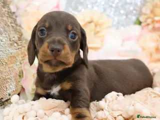 Miniature Dachshund dogs KC Miniature Dachshund Puppies - Advert 3