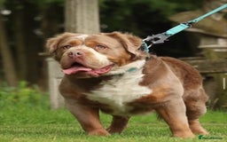 Olde English Bulldogge dogs for sale: The BEST visual fluffy oebs available ⭐️  - Image 27