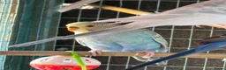 Budgerigars birds for sale: Dun fallow spilt bf budgies  - Advert 10