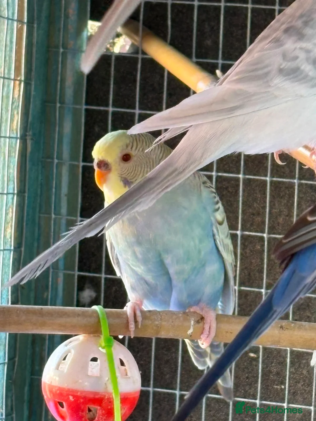 Budgerigars birds for sale: Dun fallow spilt bf budgies  - Advert 10