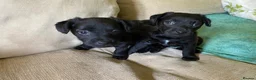 Patterdale Terrier dogs for sale: 2x Patterdale puppies - female - available now - Advert 23