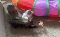 British Shorthair cats for sale: 5 kittens mixed litter 9 weeks old, ready now!  - Image 23