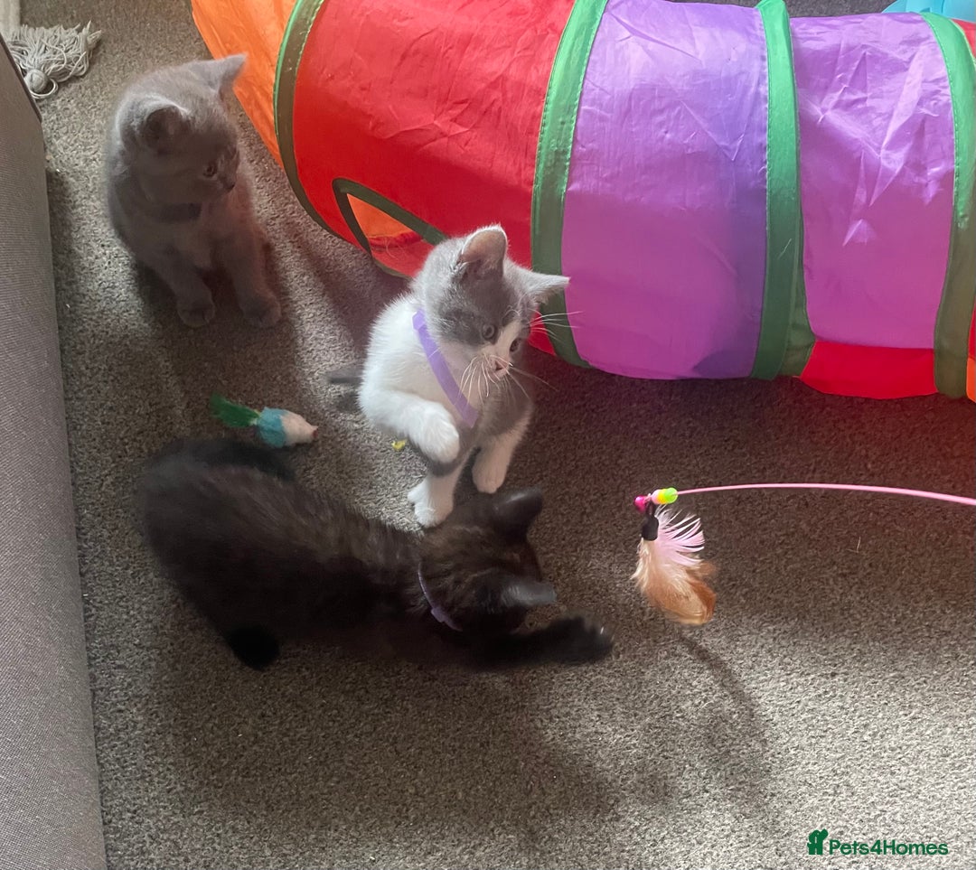 British Shorthair cats for sale: 5 kittens mixed litter 9 weeks old, ready now!  - Image 23