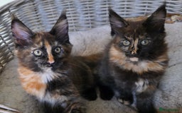 Maine Coon cats for sale: 2 Girls & 1 Boy Left ❤️ GCCF Maine Coon kittens  - Image 3