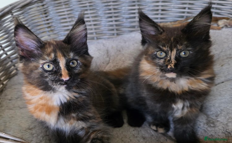 Maine Coon cats - Advert 4