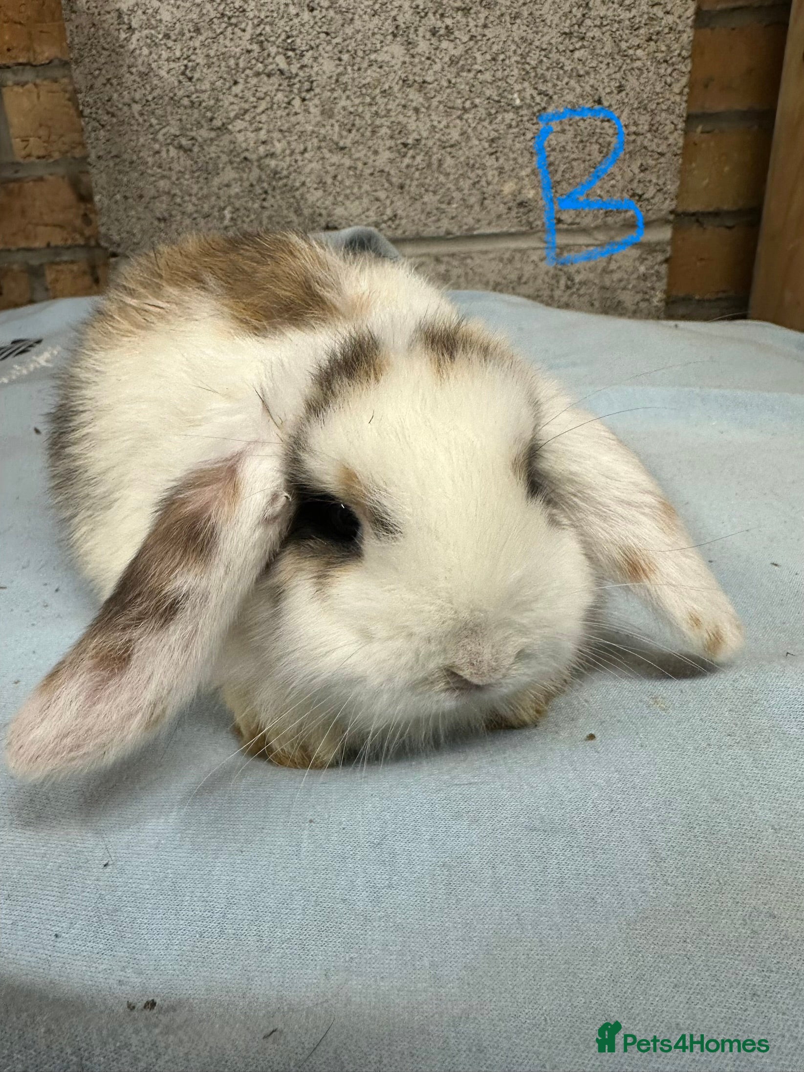 Mini Lop rabbits Mini Lop Rabbits  - Advert 10