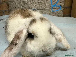 Mini Lop rabbits Mini Lop Rabbits - Advert 10