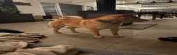 Japanese Shiba Inu dogs for sale: 3 beautiful Shiba puppies  - Advert 16