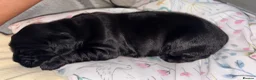 Cocker Spaniel dogs for sale: Beautiful Black Male Show Cocker Pup  - Advert 10