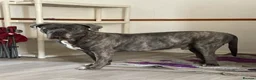 Cane Corso dogs for stud: 3 year old Cane corso male stud ready in Dagenham - Advert 3