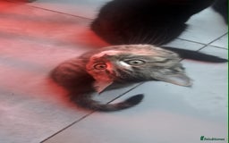 British Shorthair cats for sale: Glorious Pure BSH Kittens Ready Now! - Advert 15