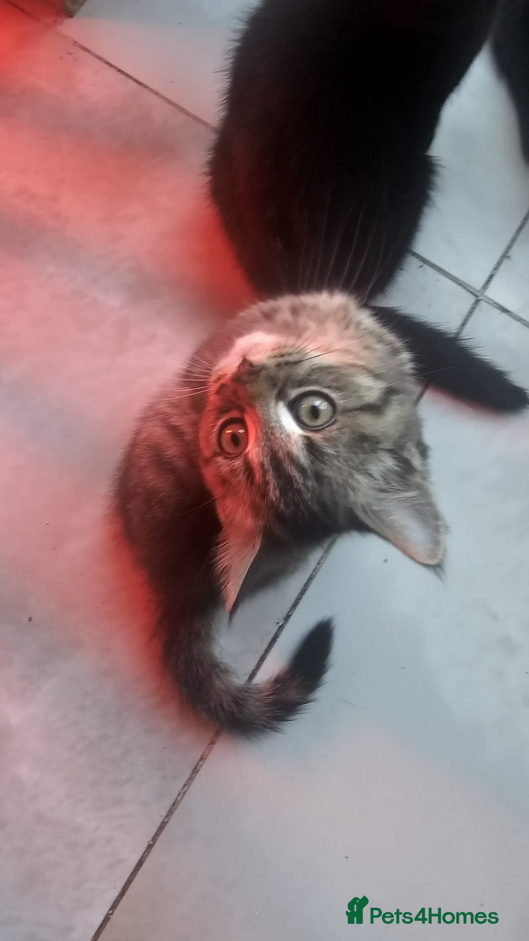 British Shorthair cats for sale: Glorious Pure BSH Kittens Ready Now! - Advert 15