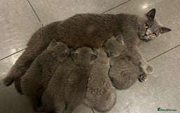British Shorthair cats for sale: Chunky BSH Blue Kittens  - Advert 6