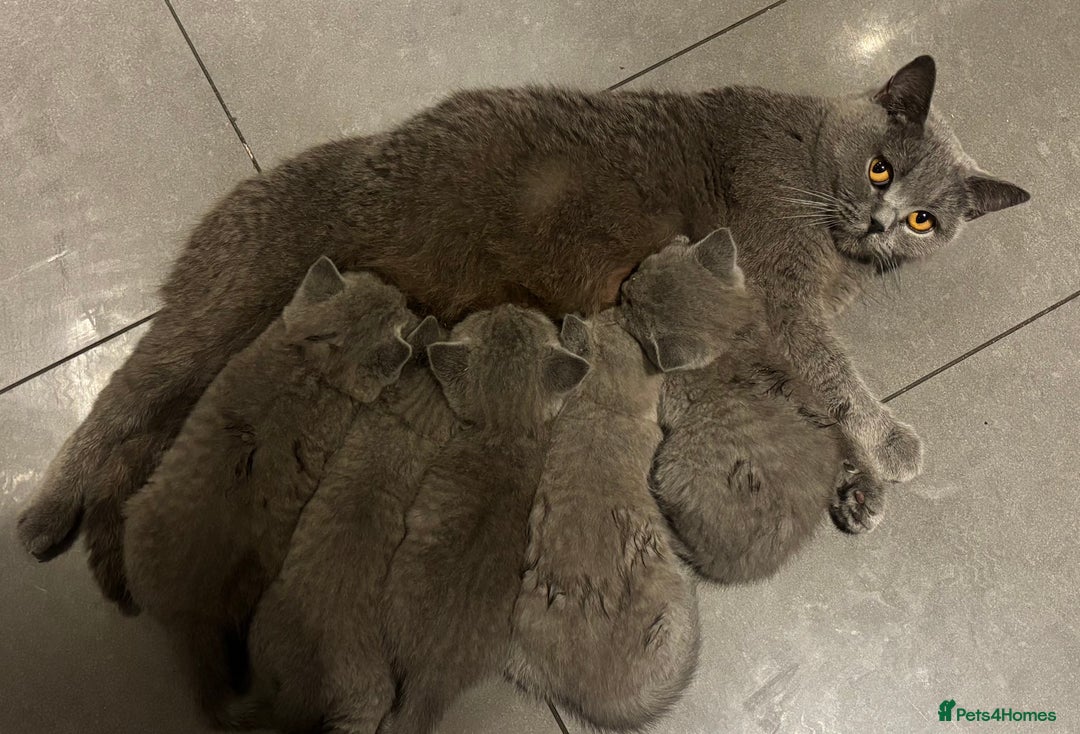 British Shorthair cats for sale: Chunky BSH Blue Kittens  - Advert 6