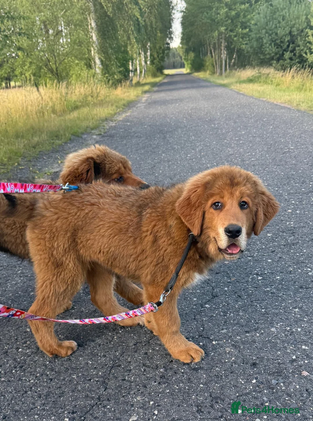Tibetan Mastiff dogs for sale: Tibetan mastiff puppy  - Advert 6