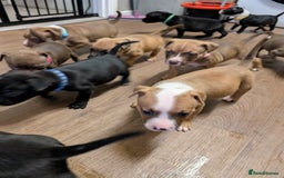 Mixed Breed dogs for sale: Beautiful American bulldog x staffie puppies  - Image 1