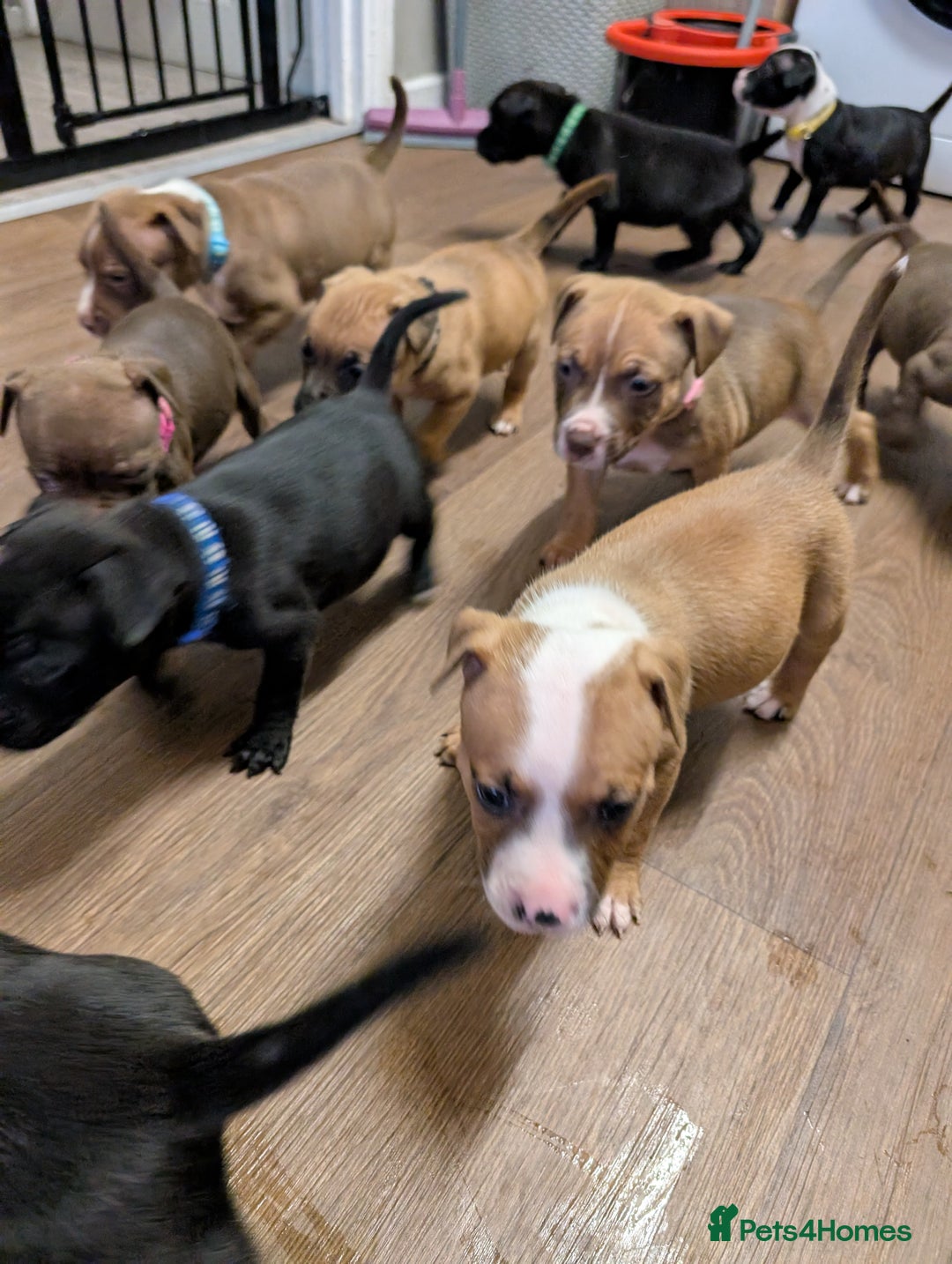 Mixed Breed dogs for sale: Beautiful American bulldog x staffie puppies  - Image 1