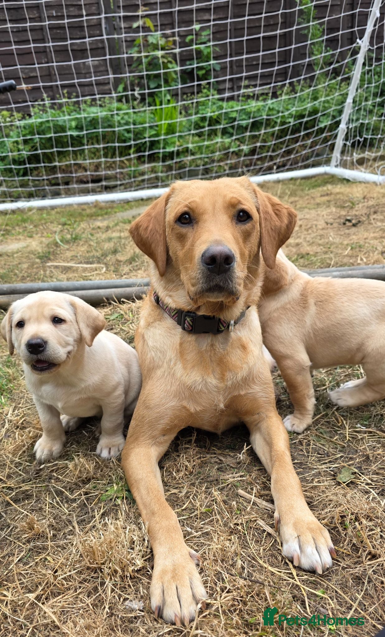 Labrador Retriever dogs Milromali labs, bred for health and temperament  - Advert 1