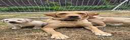 Labrador Retriever dogs for sale: Milromali labs, bred for health and temperament  in Huddersfield - Advert 1