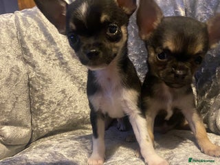 Chihuahua dogs Chihuahua boys - Advert 9