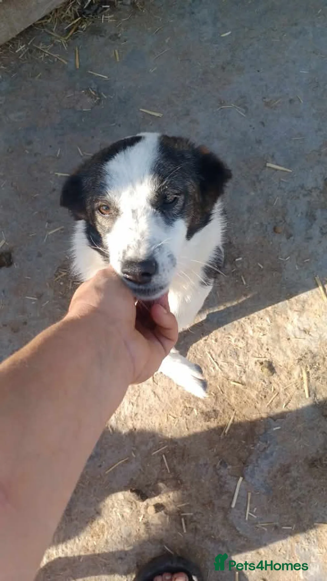 Mixed Breed dogs for adoption: Meet Lilo, currently residing in Hampshire  in Hayling Island - Advert 6