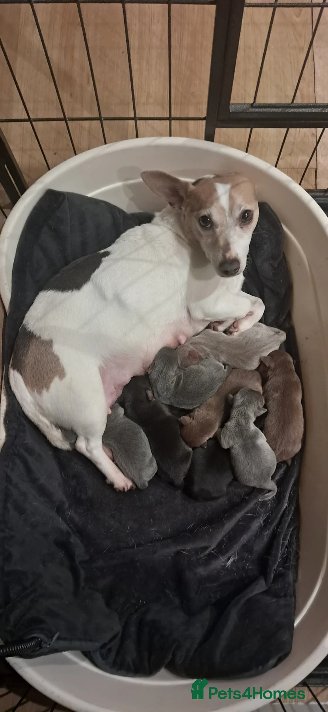 Jack Russell dogs for sale: 6 jack Russell puppy  - Advert 2