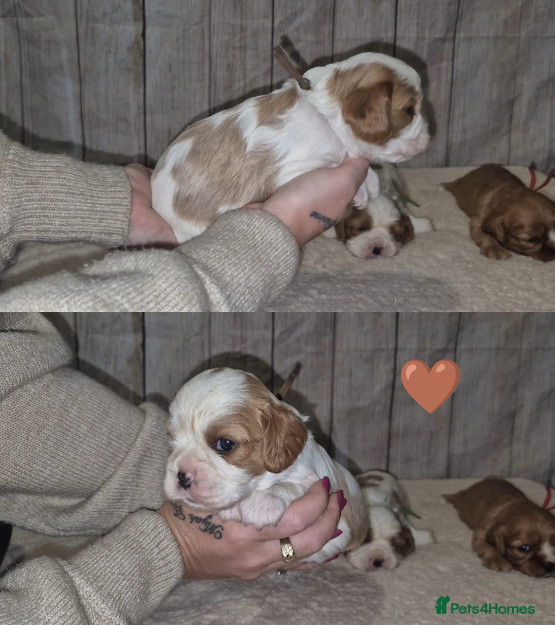 Cavalier King Charles Spaniel dogs for sale: 5 beautiful CKCS ❤️ - Advert 12
