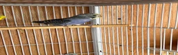Budgerigars birds for sale: Baby budgie for sale 2 to 3 months  - Advert 2