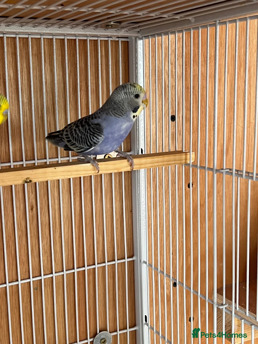 Budgerigars birds for sale: Baby budgie for sale 2 to 3 months  - Advert 2
