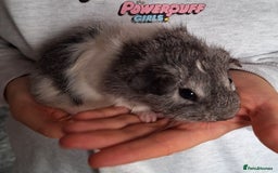 Guinea Pig rodents for sale: Two boars ready for rehoming - Image 5