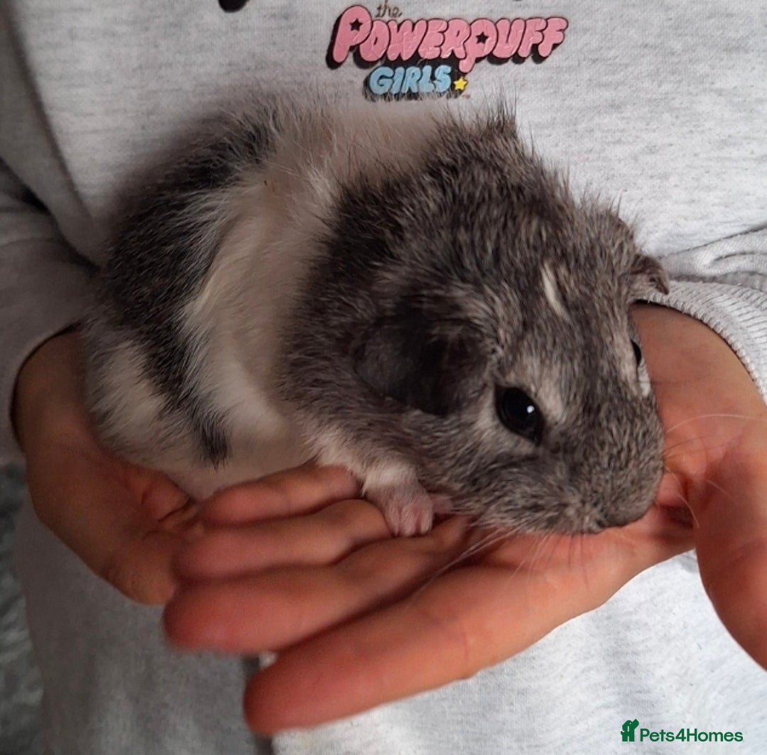 Guinea Pig rodents for sale: Two boars ready for rehoming - Image 5
