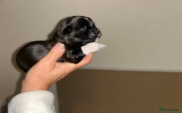 Lhasa Apso dogs for sale: KC Reg Lhasa Apso pups GPRA clear - Image 4