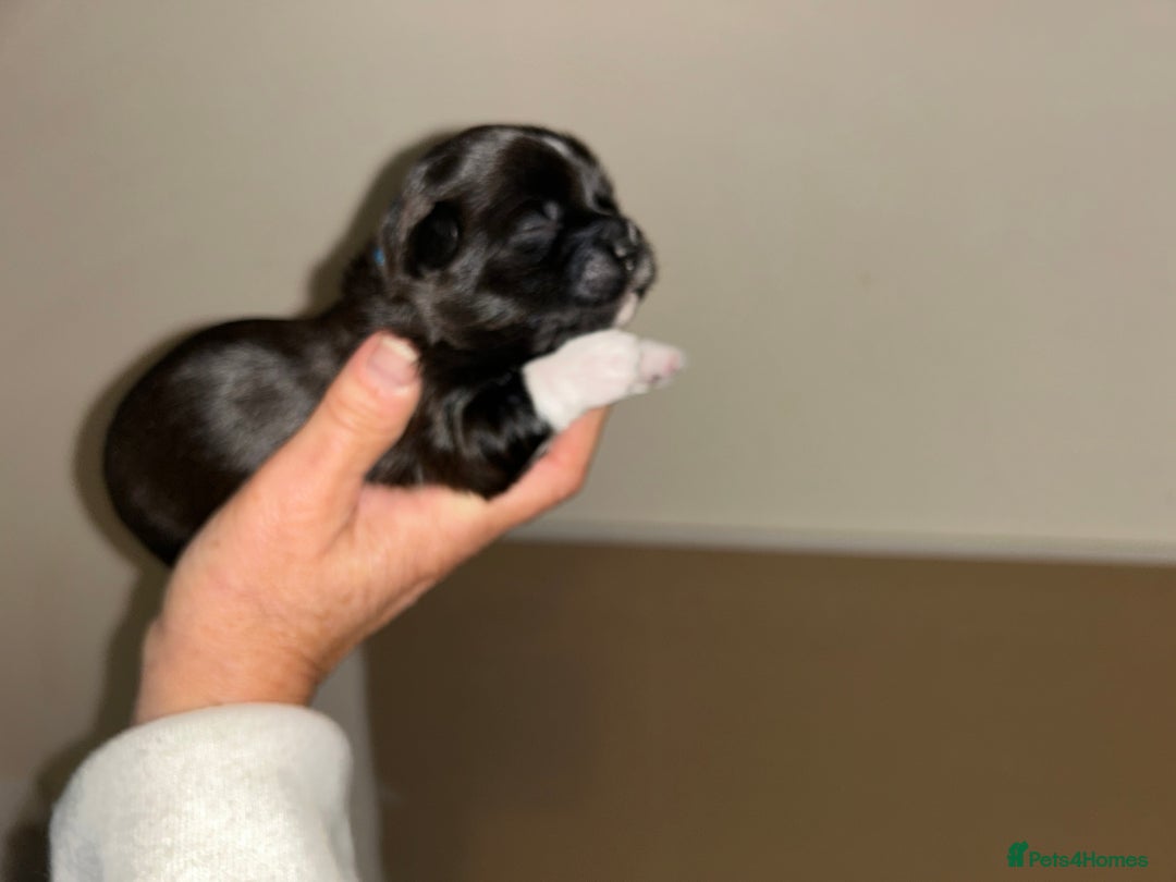 Lhasa Apso dogs for sale: KC Reg Lhasa Apso pups GPRA clear - Image 4