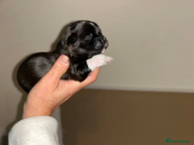 Lhasa Apso dogs - Advert 1