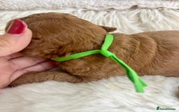 Cavapoo dogs for sale: Top Quality extensively tested F1b Toy cavapoo’s  - Image 4