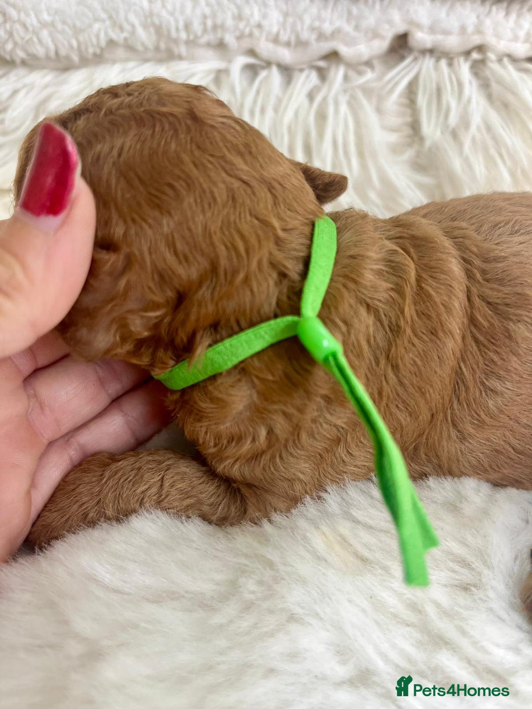 Cavapoo dogs for sale: Top Quality extensively tested F1b Toy cavapoo’s  - Image 4