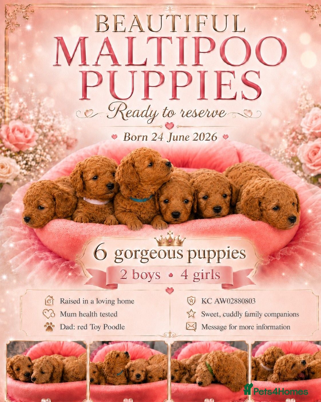 Maltipoo dogs Stunning Red & Apricot Maltipoo Puppies - Advert 1