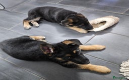 German Shepherd dogs for sale: German Shepherd Puppy 1 - Mrs Deborah reed - Image 1