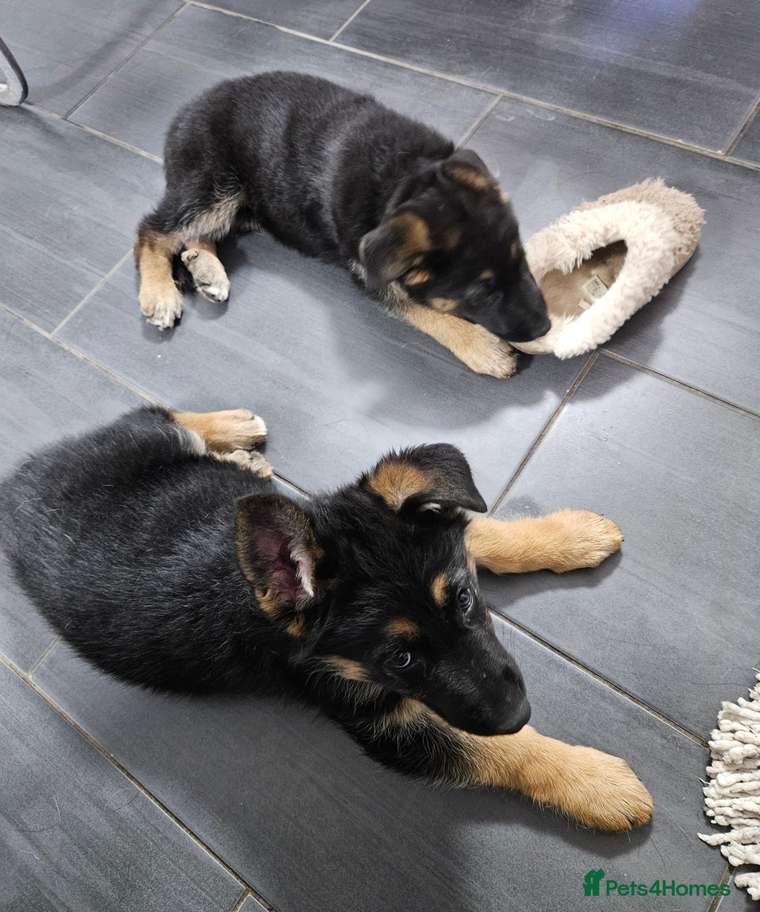 German Shepherd dogs for sale: German Shepherd Puppy 1 - Mrs Deborah reed - Image 1