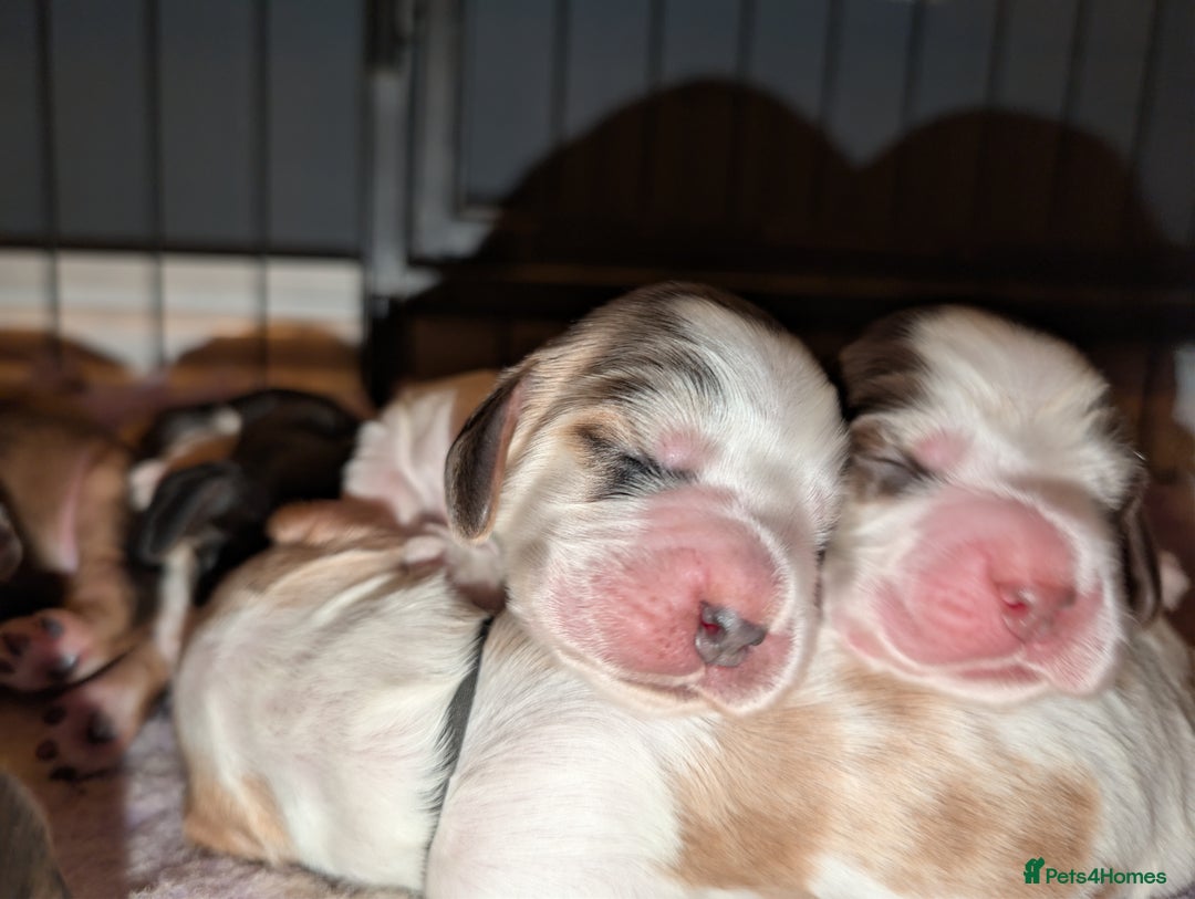 Cocker Spaniel dogs for sale: CHAMPION BLOODLINE SHOW COCKER BOY PUPPIES  - Advert 11