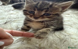 Bengal cats for sale: Bengal mix - Image 4