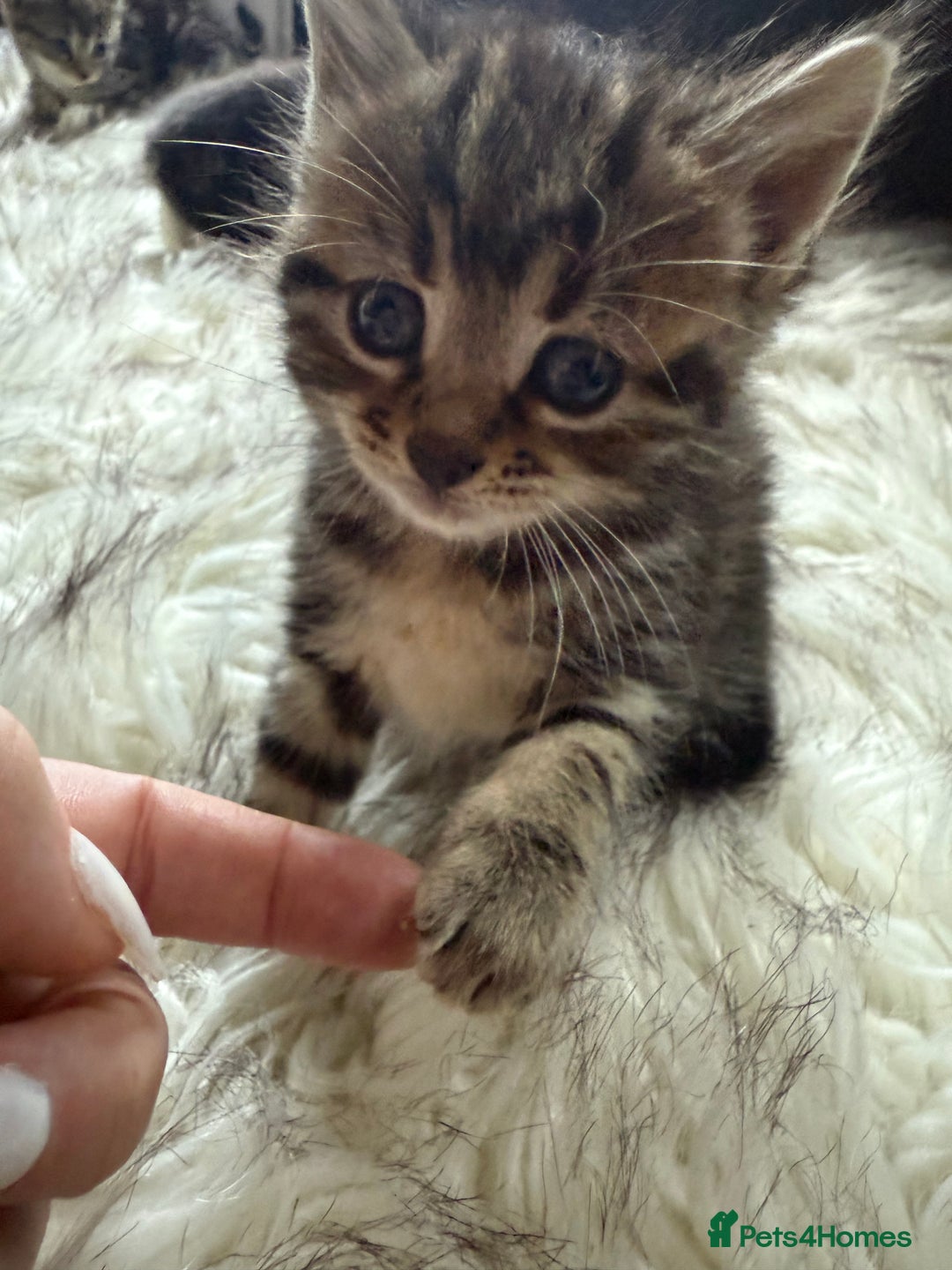 Bengal cats for sale: Bengal mix - Image 4