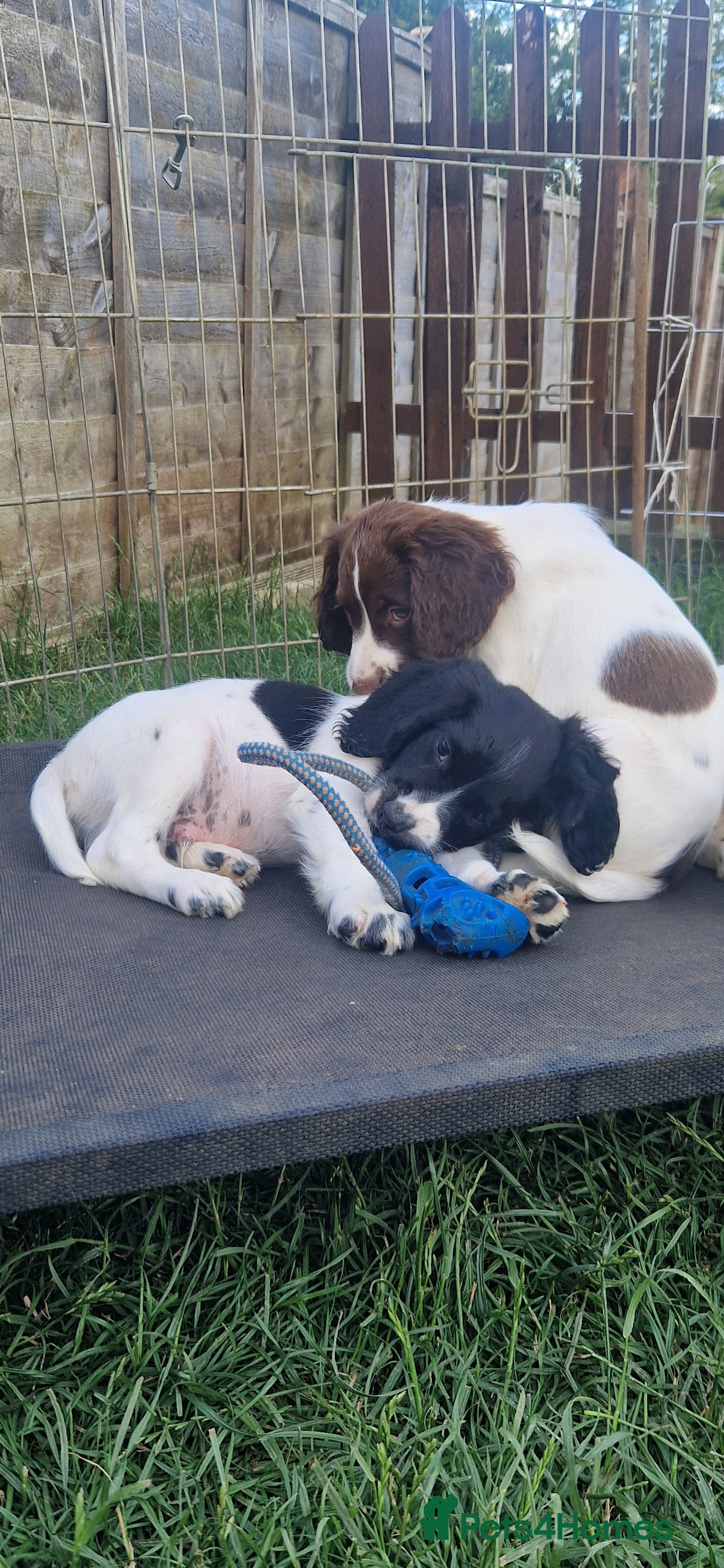English Springer Spaniel dogs Working springer spaniels - Advert 2