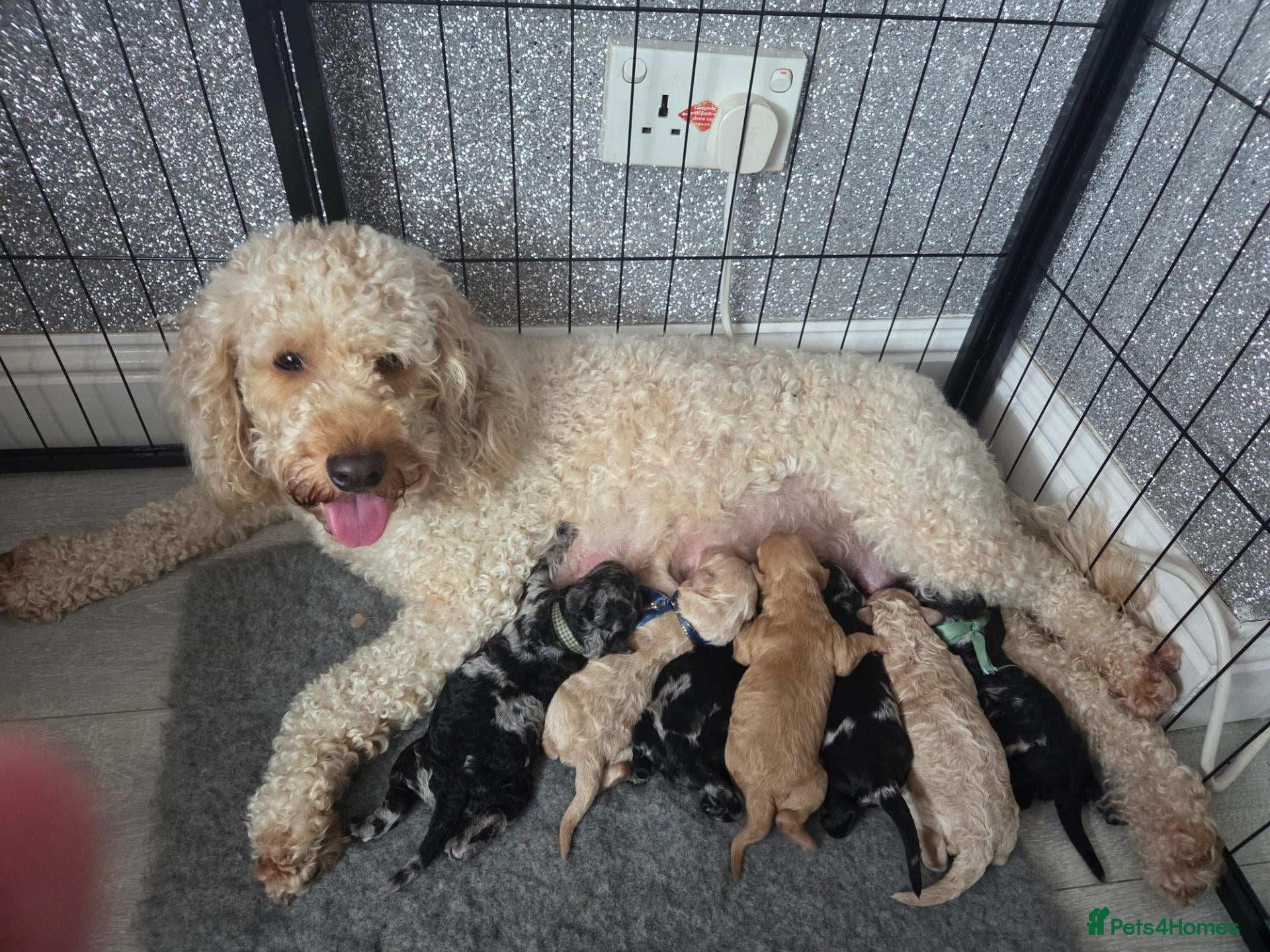 Cockapoo dogs ADORABLE RARE MERLE PUPS - Advert 4