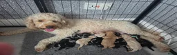 Cockapoo dogs for sale: ADORABLE RARE MERLE PUPS - Advert 1