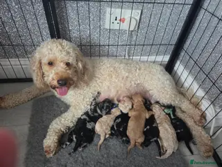 Cockapoo dogs ADORABLE RARE MERLE PUPS - Advert 4