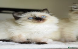 Ragdoll cats for sale: Chunky Ragdoll kittens ready now  - Image 7