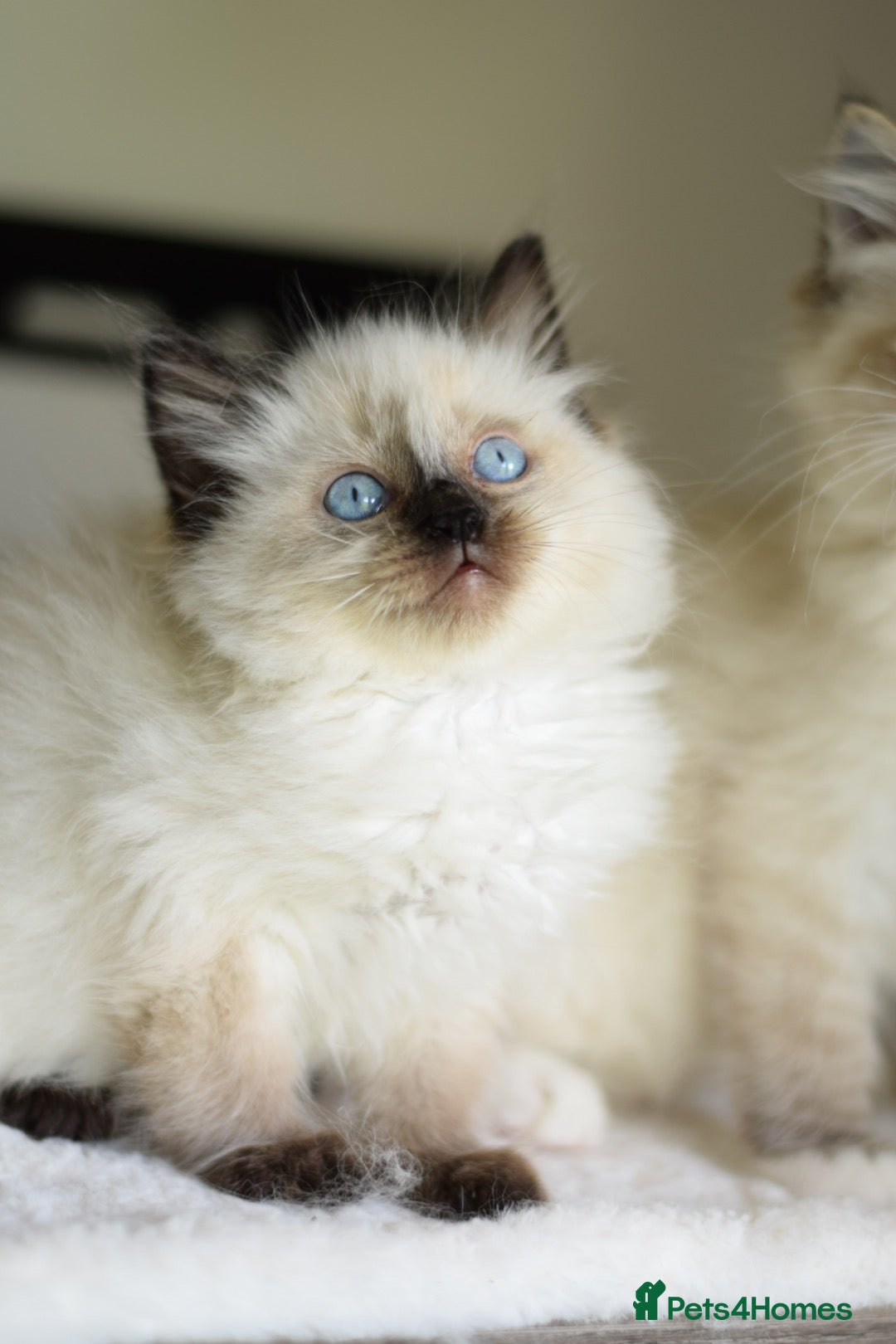 Ragdoll cats for sale: Chunky Ragdoll kittens ready now  - Image 7